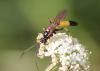 Ichneumon sp.
